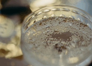 Bulles d’héritage : le Mauzac raconte Gaillac