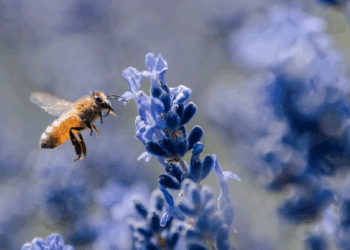 « Agir pour une Beauté Vivante », Guerlain : pas un slogan, une direction