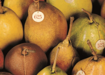 L’étrange trésor du Museo della Frutta à Turin