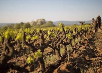 Vin de Pétanque 2025 : Le rouge qui tire droit