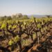 Vin de Pétanque 2025 : Le rouge qui tire droit